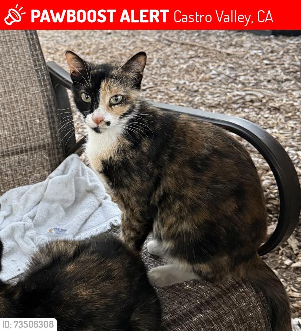 Lost Female Cat last seen Walnut Rd & Seven Hills, Castro Valley, CA 94546