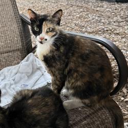 Lost Female Cat last seen Walnut Rd & Seven Hills, Castro Valley, CA 94546