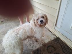Reunited Unknown Dog last seen 9th and gow, Wichita, KS 67203