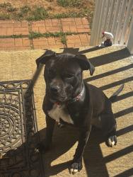 Lost Female Dog last seen County home rd, Conover, NC 28613