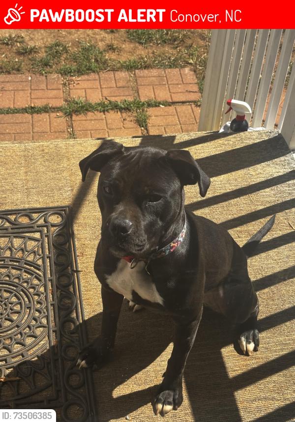 Lost Female Dog last seen County home rd, Conover, NC 28613