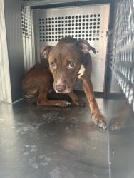 Shelter Stray Female Dog last seen Near E ROSEDALE ST, East District, TX, 355 Hillshire Dr, Haslet, TX 76052, USA