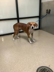 Shelter Stray Male Dog last seen Near Renaissance Square, East District, TX, 355 Hillshire Dr, Haslet, TX 76052, USA