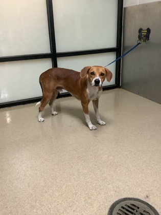Shelter Stray Male Dog last seen Near Renaissance Square, East District, TX, 355 Hillshire Dr, Haslet, TX 76052, USA