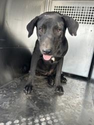 Shelter Stray Male Dog last seen Near Galvez Ave, Central District, TX, 355 Hillshire Dr, Haslet, TX 76052, USA