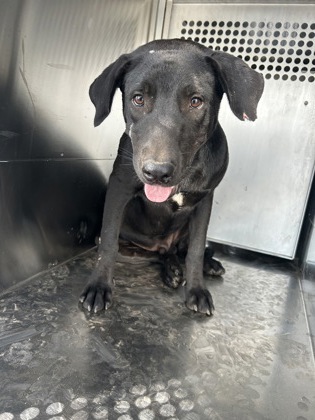 Shelter Stray Male Dog last seen Near Galvez Ave, Central District, TX, 355 Hillshire Dr, Haslet, TX 76052, USA
