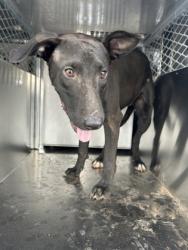 Shelter Stray Female Dog last seen Near Galvez Ave, Central District, TX, 355 Hillshire Dr, Haslet, TX 76052, USA