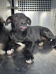 Shelter Stray Female Dog last seen Near Galvez Ave, Central District, TX, 355 Hillshire Dr, Haslet, TX 76052, USA