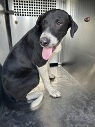 Shelter Stray Male Dog last seen Near Galvez Ave, Central District, TX, 355 Hillshire Dr, Haslet, TX 76052, USA