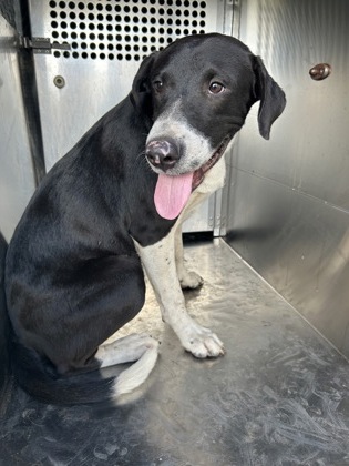 Shelter Stray Male Dog last seen Near Galvez Ave, Central District, TX, 355 Hillshire Dr, Haslet, TX 76052, USA
