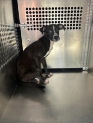 Shelter Stray Male Dog last seen Near MEADOWBROOK DR 5, East District, TX, 355 Hillshire Dr, Haslet, TX 76052, USA