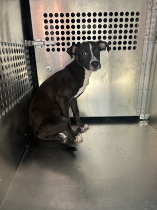 Shelter Stray Male Dog last seen Near MEADOWBROOK DR 5, East District, TX, 355 Hillshire Dr, Haslet, TX 76052, USA