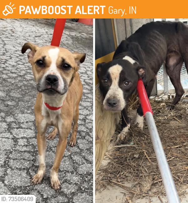 Found/Stray Unknown Dog last seen Gary Animal Control, Gary, IN 46402