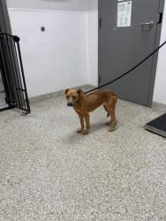 Shelter Stray Female Dog last seen Near E Ozark Ave, Gastonia, NC, 1491 Business Park Ct, Gastonia, NC 28052, USA