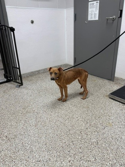 Shelter Stray Female Dog last seen Near E Ozark Ave, Gastonia, NC, 1491 Business Park Ct, Gastonia, NC 28052, USA