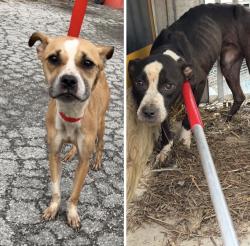 Found/Stray Unknown Dog last seen Gary Animal Control, Gary, IN 46402