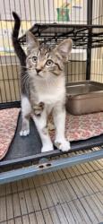 Shelter Stray Male Cat last seen 66th ave by 8th and 12th st - ran across 66th ave, Vero Beach, FL, 6230 77th St, Vero Beach, FL 32967, USA