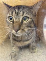 Shelter Stray Female Cat last seen Near S Sandpiper Dr, IRC AC, FL, 6230 77th St, Vero Beach, FL 32967, USA