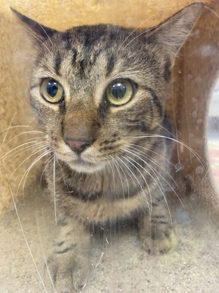 Shelter Stray Female Cat last seen Near S Sandpiper Dr, IRC AC, FL, 6230 77th St, Vero Beach, FL 32967, USA