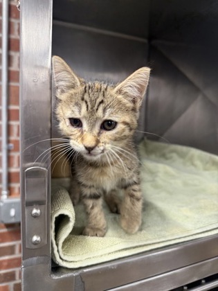 Shelter Stray Female Cat last seen Broad Creek Road, Craven County: undefined, NC, 1639 Old Airport Rd, New Bern, NC 28562, USA