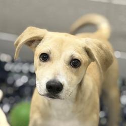 Shelter Stray Male Dog last seen Near Florin Perkins rd, City of Sacramento,, 6201 Florin Perkins Rd, Sacramento, CA 95828, USA