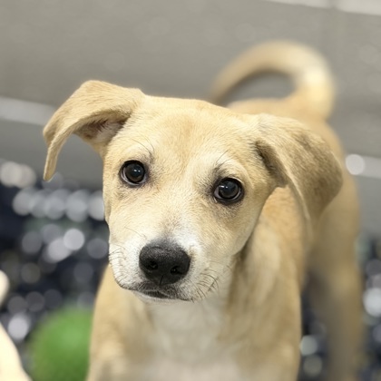 Shelter Stray Male Dog last seen Near Florin Perkins rd, City of Sacramento,, 6201 Florin Perkins Rd, Sacramento, CA 95828, USA