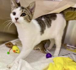 Shelter Stray Female Cat last seen Near South Augusta Ave Baltimore MD, 21229, MD, 2490 Giles Rd, Baltimore, MD 21225, USA