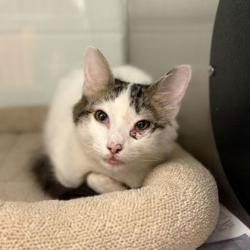 Shelter Stray Female Cat last seen Near McClure Ave, Knox County GP, TN, 3201 Division St, Knoxville, TN 37919, USA