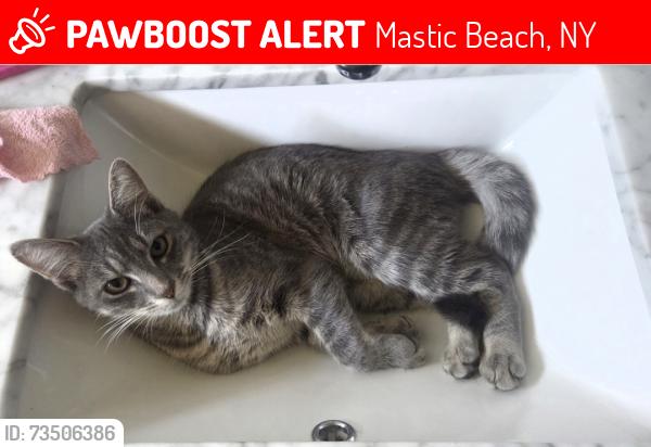 Lost Female Cat last seen PINE WAY AVE, Mastic Beach, NY 11951