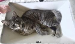 Lost Female Cat last seen PINE WAY AVE, Mastic Beach, NY 11951