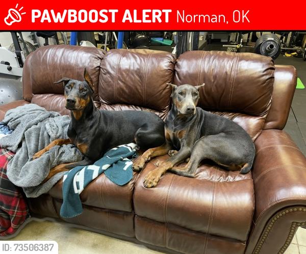 Lost Unknown Dog last seen E Cedar Lane Rd and 12 Ave SE, Norman, OK 73072