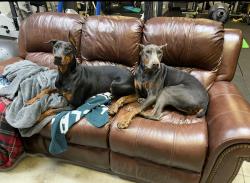 Lost Unknown Dog last seen E Cedar Lane Rd and 12 Ave SE, Norman, OK 73072