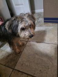 Found/Stray Female Dog last seen Delray court, St. Peters, MO 63376
