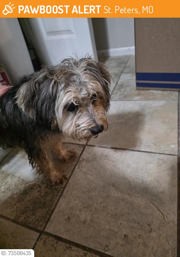 Found/Stray Female Dog last seen Delray court, St. Peters, MO 63376