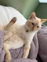 Lost Female Cat last seen Grand view ridge neighborhood, Lake Tapps, WA 98391