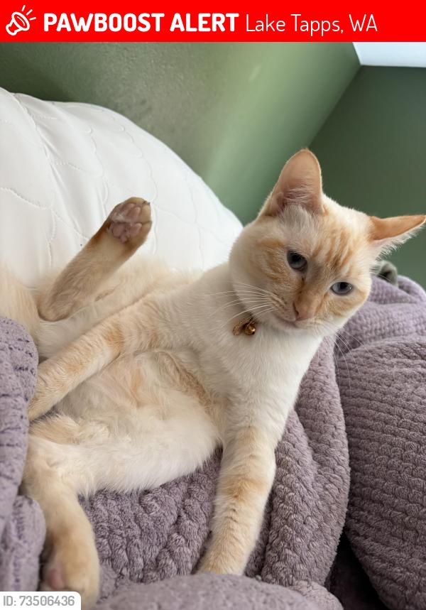 Lost Female Cat last seen Grand view ridge neighborhood, Lake Tapps, WA 98391