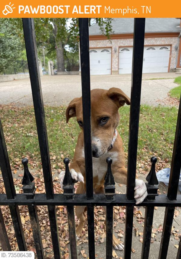 Found/Stray Male Dog last seen North Graham, near the Greenline, Memphis, TN 38122