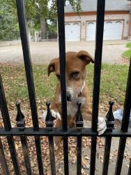 Found/Stray Male Dog last seen North Graham, near the Greenline, Memphis, TN 38122