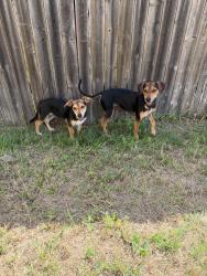 Found/Stray Male Dog last seen Green meadow street, Killeen, TX 76549