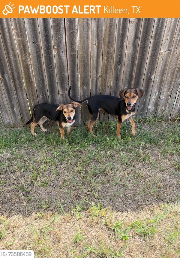 Found/Stray Male Dog last seen Green meadow street, Killeen, TX 76549
