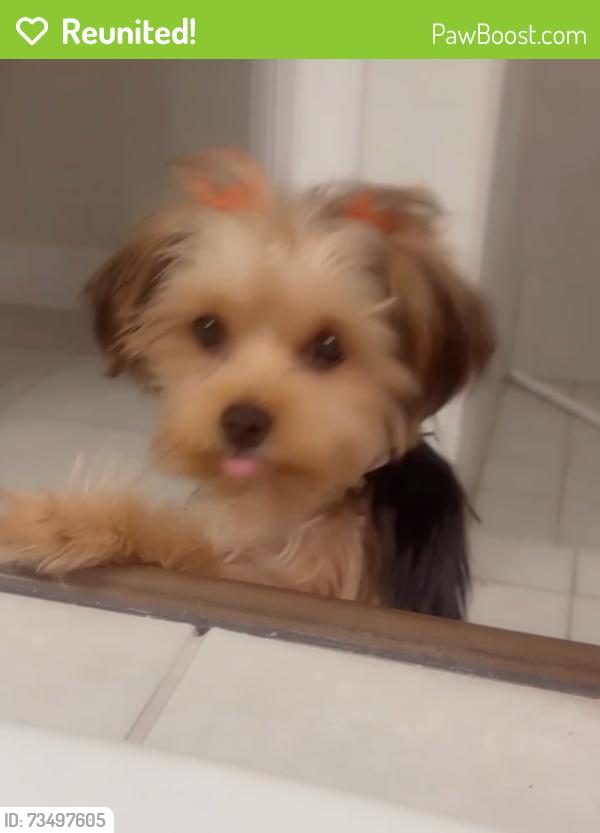 Reunited Female Dog last seen Near heath creek, DeSoto, TX 75115