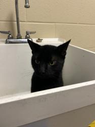 Shelter Stray Male Cat last seen Lynnhaven Mall Loop, VIRGINIA BEACH, VA, 341 S Birdneck Rd, Virginia Beach, VA 23451, USA