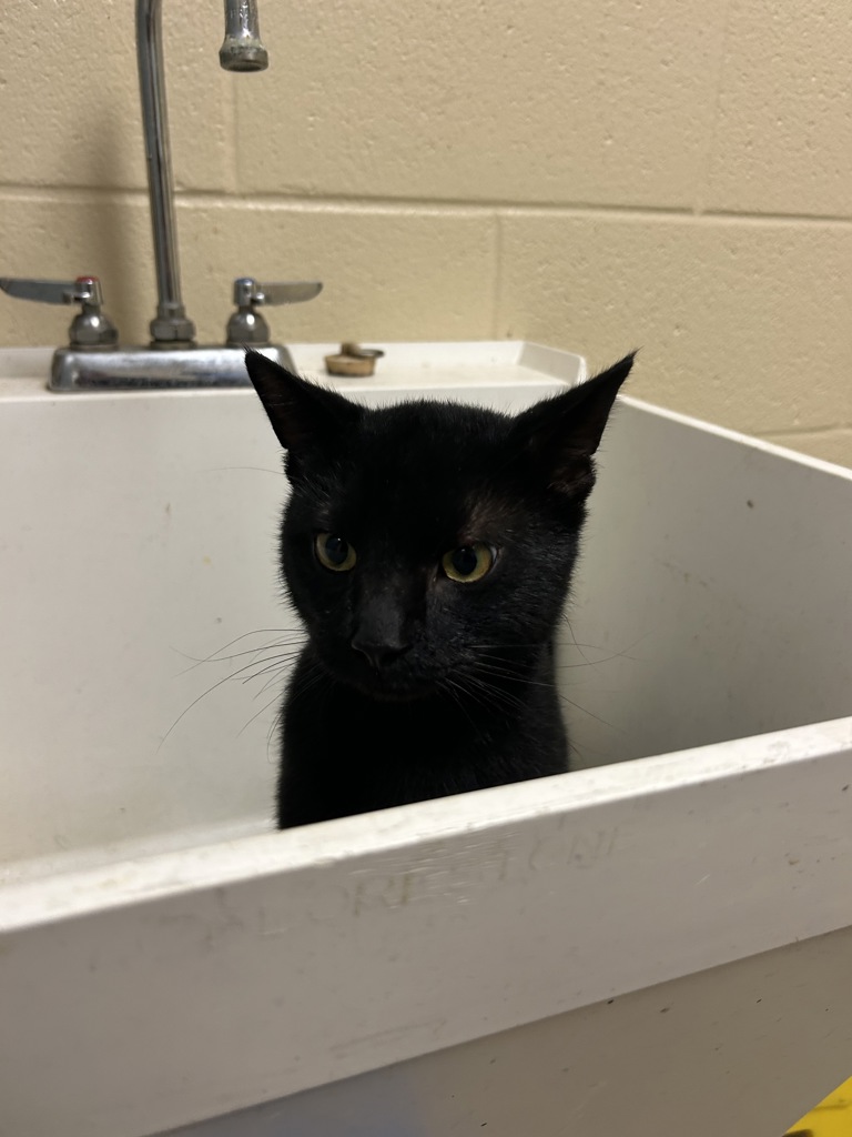 Shelter Stray Male Cat last seen Lynnhaven Mall Loop, VIRGINIA BEACH, VA, 341 S Birdneck Rd, Virginia Beach, VA 23451, USA