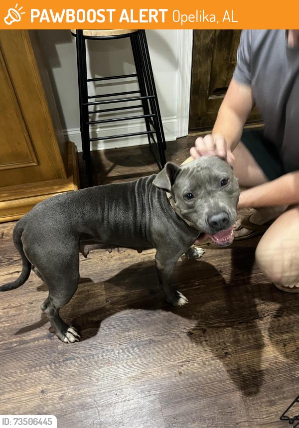 Found/Stray Female Dog last seen Robert Trent Jones, Opelika, AL 36801