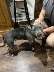 Found/Stray Female Dog last seen Robert Trent Jones, Opelika, AL 36801