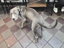 Shelter Stray Female Dog last seen Webster Avenue, BRONX, NY, 10456, 326 E 110th St, New York, NY 10029, USA