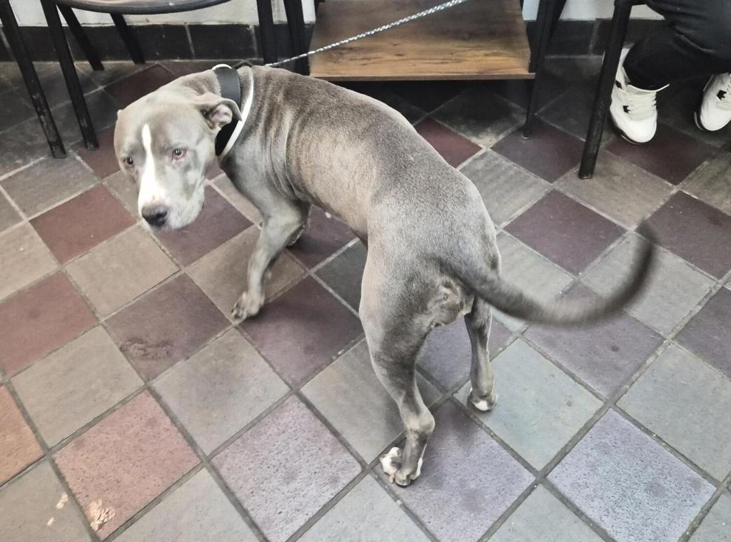 Shelter Stray Female Dog last seen Webster Avenue, BRONX, NY, 10456, 326 E 110th St, New York, NY 10029, USA