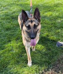Shelter Stray Female Dog last seen Gambrills Road, CROFTON, MD, 21114, 411 Maxwell Frye Rd, Millersville, MD 21108, USA