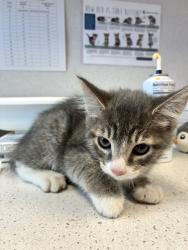Shelter Stray Male Cat last seen Near W Independence Boulevard, SALT LAKE CITY, UT, 84111, 511 W 3900 S, Salt Lake City, UT 84123, USA