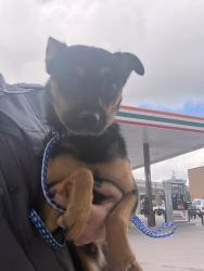 Shelter Stray Male Dog last seen E Anderson Lane W, AUSTIN, TX, 78752, 7201 Levander Loop bldg a, Austin, TX 78702, USA